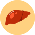 Liver Health / Anti-Hangover