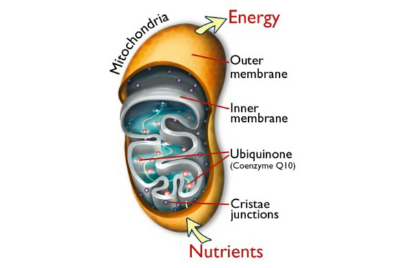POWER SUPPLY FOR HEART AND ATHLETES untitled design 11